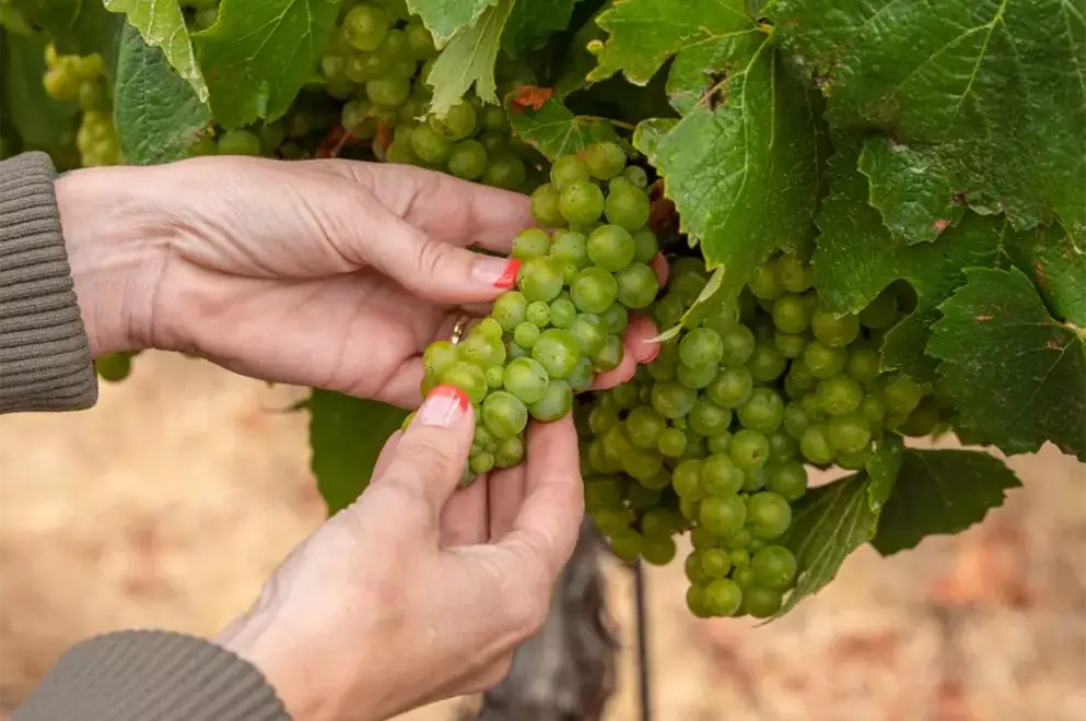 Winemaker Jane Dunkley looking at green grapes on the vine